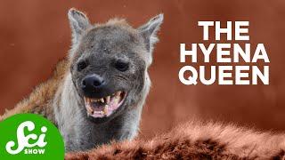 Hyena: Queen of the Jungle?