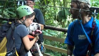 Finca Bellavista's Ziplining Bulldog - Kimbo Slice