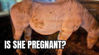 Is the new AUCTION horse PREGNANT ?! ️