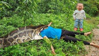 Harvesting Lychees Goes to the market sell - Daily life