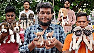 Rare Collection Dogs Breed In Chennai Sunday Pet Market | All Types of Pets Available in Broadway