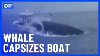 Humpback Whale Capsizes Boat | 10 News First