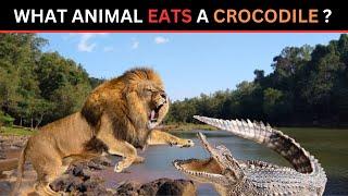 Crocodile Predators.