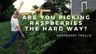 Easier Way to Pick Raspberries! | How to Build a Garden Raspberry Trellis