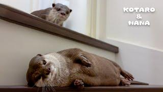 はしゃぎすぎて階段に落ちてたむっちりカワウソ　Curvy Otter CRUSHES New Fitness Routine!