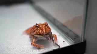 Pacman frog eats mice | Live feeding.