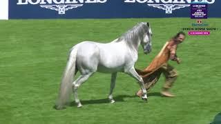 Frédéric Pignon’s - Inspiring Equestrian Show