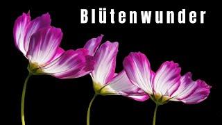 Zeitraffer: Wie Blumen vor Ihren Augen aufblühen | Time-Lapse: Watch Flowers Bloom Before Your Eyes