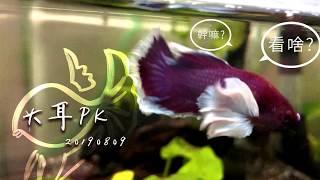 大耳PK鬥魚 賞魚 betta fish