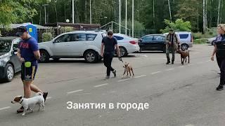 Управляемая городская собака обучение в клубе Догсити