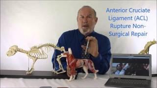 Information on ACL Anterior Cruciate Ligament Non surgical Repair