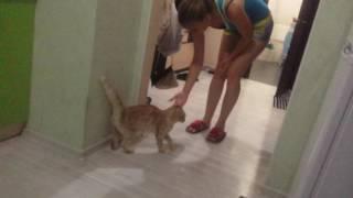 Девушка обидела кота ,и попала в нелепую ситуацию.