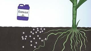 How Phosphorus Behaves in the Soil