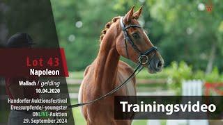 Auktionsfestival Training Lot 43 Napoleon Wallach v. FS Numero Uno NRW - Nemax