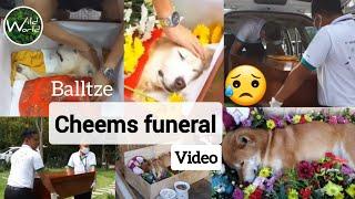 Balltze - Cheems Funeral Video | Meme king's funeral | RIP Cheems - Wild World TV