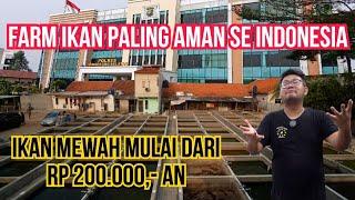 PETERNAKAN IKAN PALING AMAN DI INDONESIA‼️KITA HUNTING DAN BELI IKAN LANGSUNG KE FARM BARU