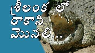 GIANT Crocodile Found in Sri Lanka | Biggest Crocodile in the WORLD | SV Telugu TV