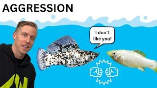 Reasons Why Molly Fish Fight - FIX Aggression REACTION