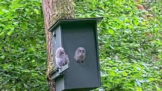 The first tawny owl chick (K2) leaves the nest (2024) - full recording