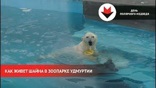 НОВОСТИ УДМУРТИИ | Плавание и активные игры: как живет новая медведица в зоопарке Ижевска