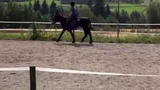 Swedish annual donkey show 2014 Noice in the dressage