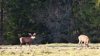 European deer graze on spring grass during the early evening. Slovakia Orava