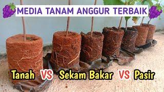 Media Tanam Terbaik Untuk Pohon Anggur Import | Subur dan Cepat Berbuah