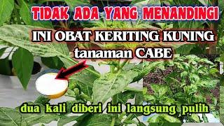 dari sekian juta obat keriting pucuk daun cabe cuma ini yang paling ampuh atasi keriting kuning