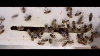 NM POV: Adobe Bee Farm