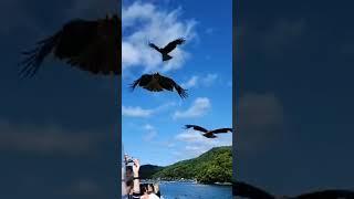 Eagles Seagulls up close personal fun #inefunaya Kyoto Sightseeing boat ride