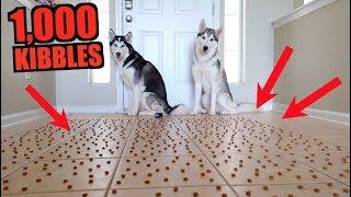 How Fast Can 2 Huskies Eat 1000 Pieces Of Kibble?