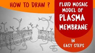How to draw #FLUID MOSAIC MODEL OF PLASMA MEMBRANE in easy steps : Ncert class 11 CBSE Biology