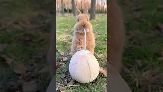 Little rabbit drinking coconut juice Cute pet debut plan Rabbit Pastoral cute pet