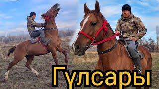 ГҮЛСАРЫ сүрөт го