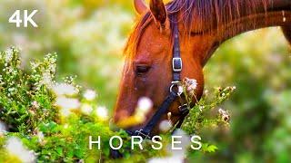 HORSES in 4K | 2 HOURS | Relaxing Nature Wild Animals Ponies Wildlife Ambient Music Kids & Adults