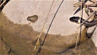 Small grass snake on the hunt /  Pequeña serpiente en la caza / Kleine Ringelnatter auf der Jagd