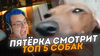 ПЯТЁРКА СМОТРИТ ТОП 5 СМЕШНЫХ СОБАК