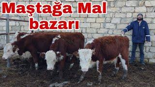 Maştağa Mal bazarı. 05.12.21#mubarizemintv #mastagamalbazari #mastagaqoyunbazari