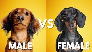 Male Vs Female Dachshund: 10 Differences Between Them