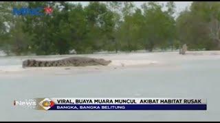 Viral! Buaya Muncul di Perairan Bangka Belitung - LIP 01/11