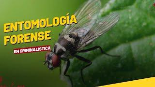 LA ENTOMOLOGÍA FORENSE Y SU IMPORTANCIA