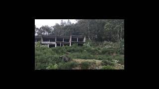 Wild bison Ooty #ooty #niligirihills #nature #wild #mountains