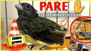 5 coisas ruim que leva O PAPA CAPIM NA MUDA DE PENA SEMPRE (repasse) MUDA REPETITIVA️como resolver