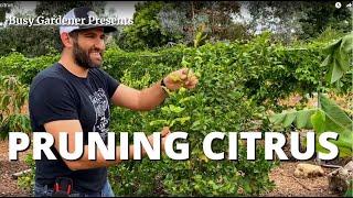 DON'T PRUNE YOUR CITRUS TREES like you do your Deciduous Fruit Trees! How to Prune Citrus