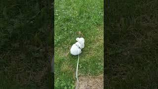 Baby Rabbit Funny Videos: Cute Bunny Jumping in the Garden