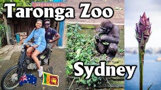 Taronga Zoo Sydney | ENG SUB |බලන්නකො මේ පැටියා මල දුන්නෙ කාටද කියලා |4k| MapPin Travel|