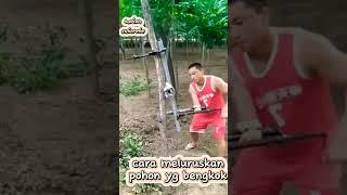 cara meluruskan pohon yang bengkok #shortvideo #viral #diy #contruction #build