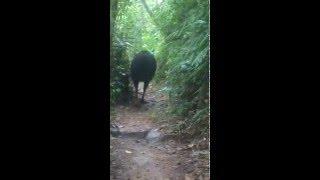 Cassowary about 5ft high - Northern QLD