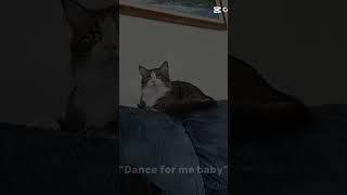 I will dance for me cat