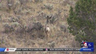 Utah DWR released information today about the deer and elk hunts this year.